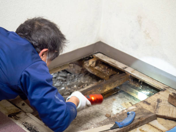 Mold Removal and Inspection in Greensboro, GA