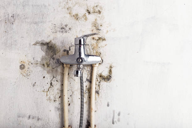 Home Mold Removal in Greensboro, GA