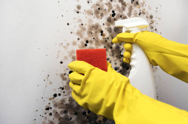Best Crawl Space Mold Removal  in Greensboro, GA